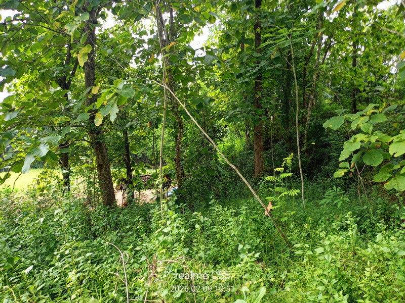 Lahan Luas 1 Hektar Lebih di Jalur Utama Patuk Dengan Rumah & Pohon Jati, Beji, PAtuk, Gunung Kidul