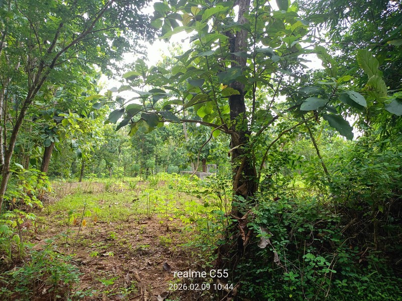 Lahan Luas 1 Hektar Lebih di Jalur Utama Patuk Dengan Rumah & Pohon Jati, Beji, PAtuk, Gunung Kidul