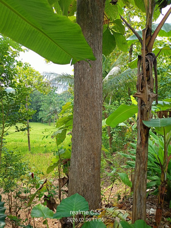 Lahan Luas 1 Hektar Lebih di Jalur Utama Patuk Dengan Rumah & Pohon Jati, Beji, PAtuk, Gunung Kidul