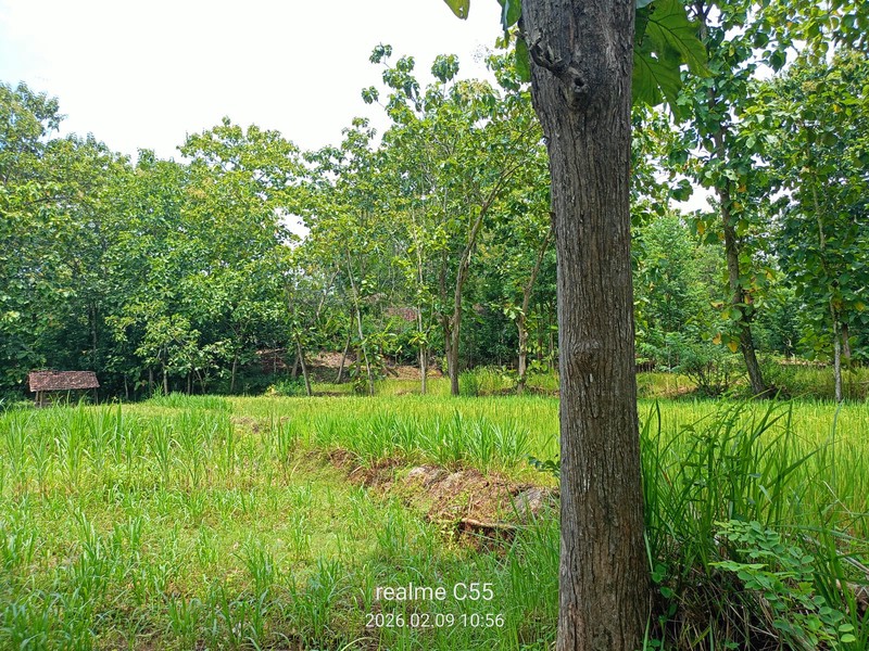 Lahan Luas 1 Hektar Lebih di Jalur Utama Patuk Dengan Rumah & Pohon Jati, Beji, PAtuk, Gunung Kidul