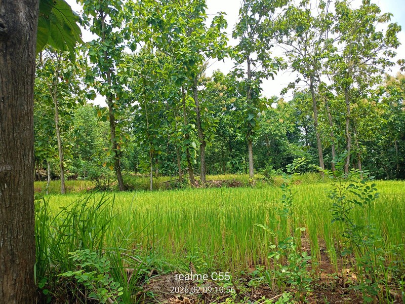 Lahan Luas 1 Hektar Lebih di Jalur Utama Patuk Dengan Rumah & Pohon Jati, Beji, PAtuk, Gunung Kidul