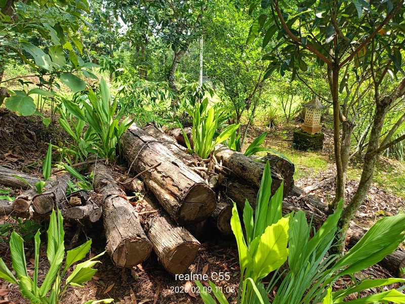 Lahan Luas 1 Hektar Lebih di Jalur Utama Patuk Dengan Rumah & Pohon Jati, Beji, PAtuk, Gunung Kidul