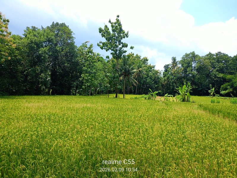 Lahan Luas 1 Hektar Lebih di Jalur Utama Patuk Dengan Rumah & Pohon Jati, Beji, PAtuk, Gunung Kidul