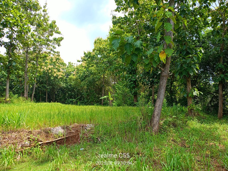 Lahan Luas 1 Hektar Lebih di Jalur Utama Patuk Dengan Rumah & Pohon Jati, Beji, PAtuk, Gunung Kidul