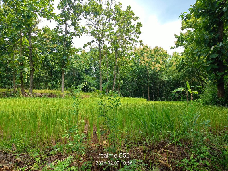 Lahan Luas 1 Hektar Lebih di Jalur Utama Patuk Dengan Rumah & Pohon Jati, Beji, PAtuk, Gunung Kidul