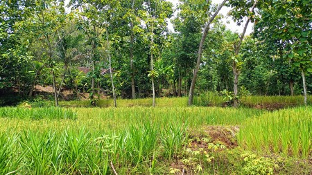 Lahan Luas 1 Hektar Lebih di Jalur Utama Patuk Dengan Rumah & Pohon Jati, Beji, PAtuk, Gunung Kidul