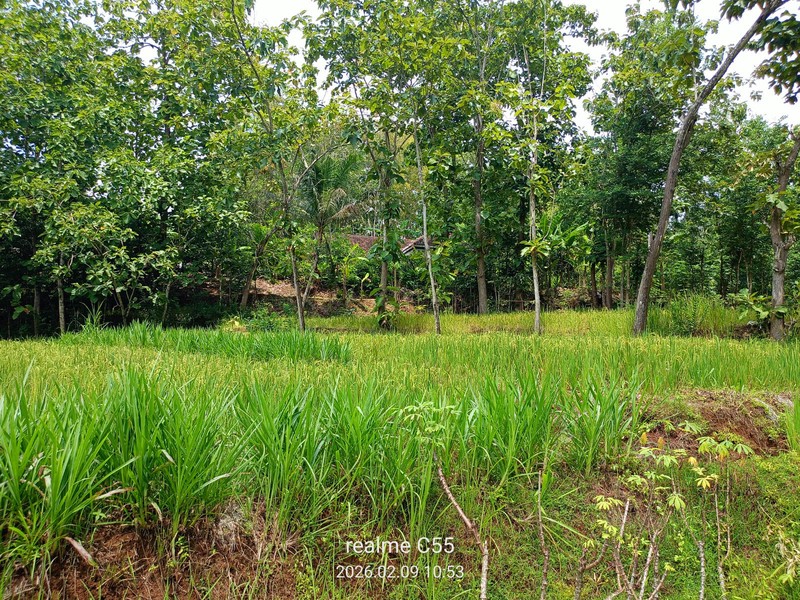 Lahan Luas 1 Hektar Lebih di Jalur Utama Patuk Dengan Rumah & Pohon Jati, Beji, PAtuk, Gunung Kidul