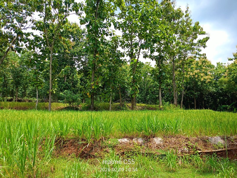 Lahan Luas 1 Hektar Lebih di Jalur Utama Patuk Dengan Rumah & Pohon Jati, Beji, PAtuk, Gunung Kidul