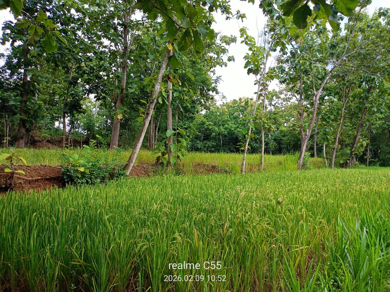 Lahan Luas 1 Hektar Lebih di Jalur Utama Patuk Dengan Rumah & Pohon Jati, Beji, PAtuk, Gunung Kidul