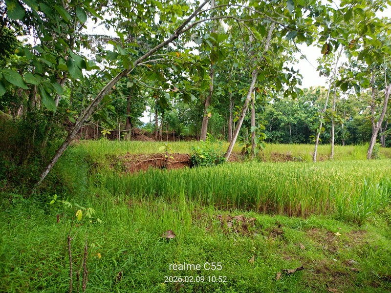 Lahan Luas 1 Hektar Lebih di Jalur Utama Patuk Dengan Rumah & Pohon Jati, Beji, PAtuk, Gunung Kidul