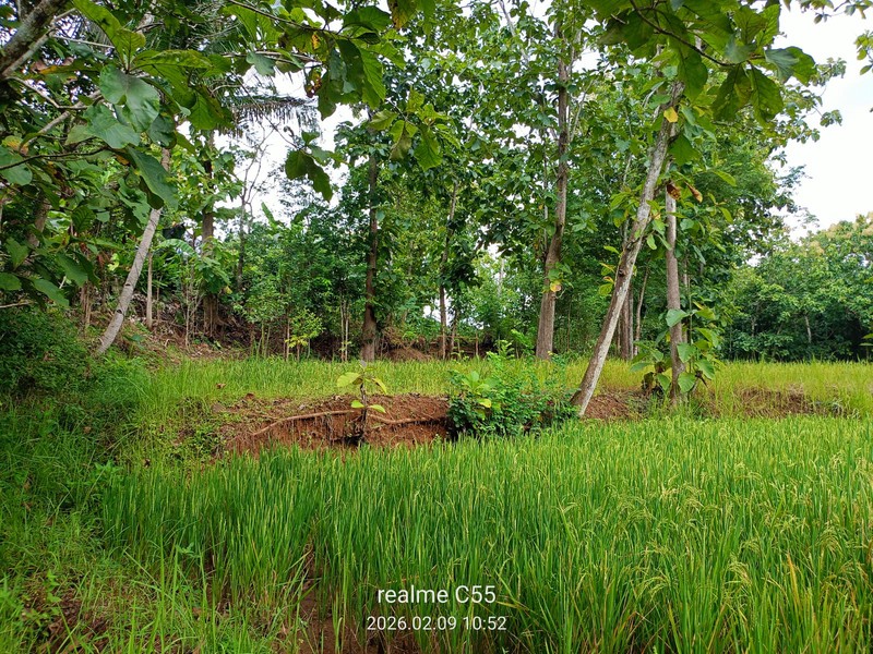 Lahan Luas 1 Hektar Lebih di Jalur Utama Patuk Dengan Rumah & Pohon Jati, Beji, PAtuk, Gunung Kidul