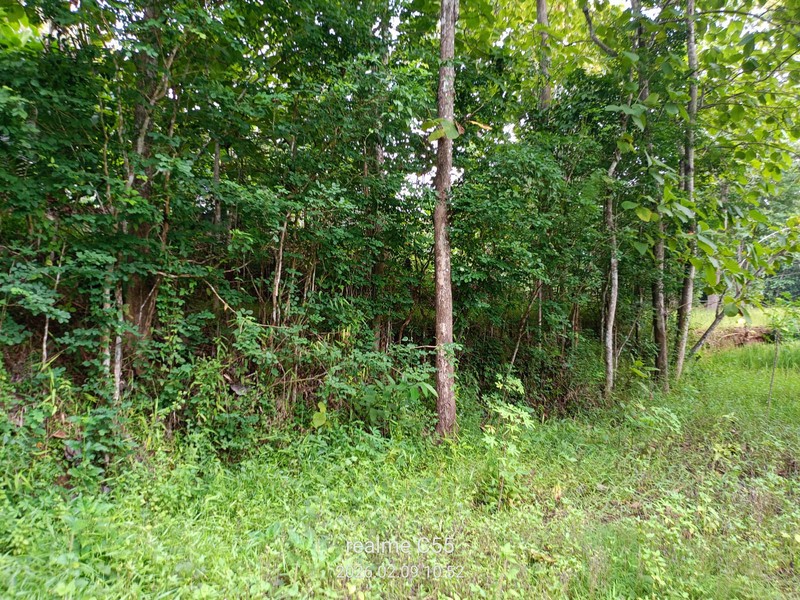 Lahan Luas 1 Hektar Lebih di Jalur Utama Patuk Dengan Rumah & Pohon Jati, Beji, PAtuk, Gunung Kidul