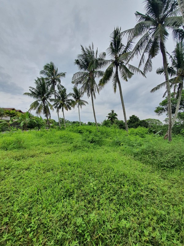 Freehold - Rare oppotunity exclusive land with rice field views and riverside in Green Lot, Cemagi, Bali 