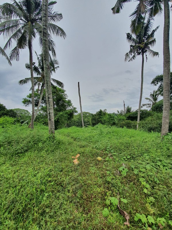 Freehold - Rare oppotunity exclusive land with rice field views and riverside in Green Lot, Cemagi, Bali 