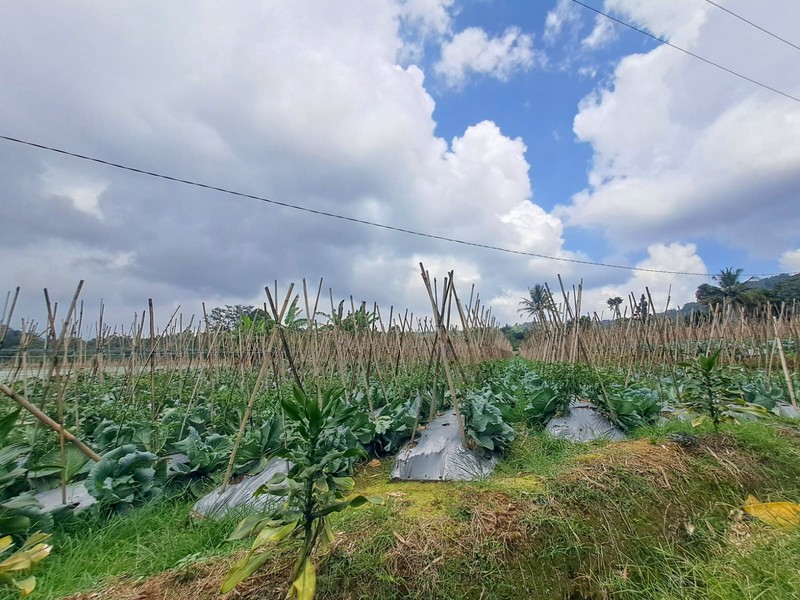 Tanah di Wanayasa Purwakarta, akses mudah ke Bojong, Babakancikao