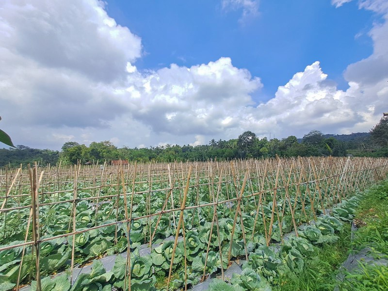 Tanah di Wanayasa Purwakarta, akses mudah ke Bojong, Babakancikao