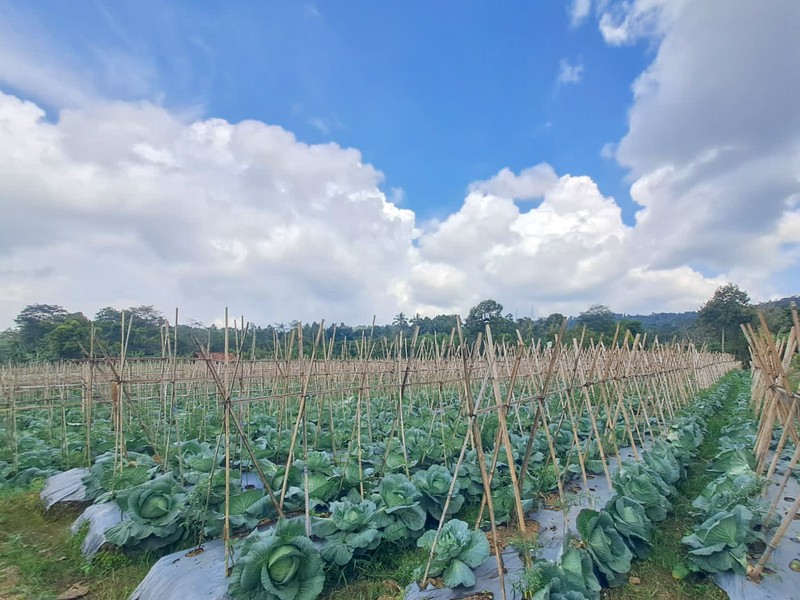 Tanah di Wanayasa Purwakarta, akses mudah ke Bojong, Babakancikao