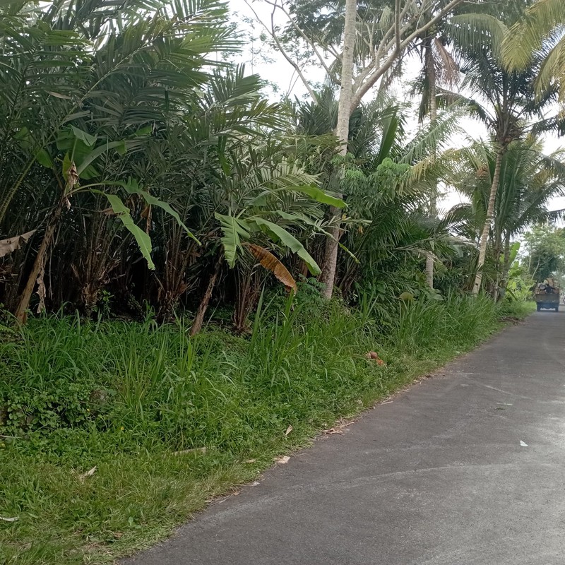 Dijual Tanah Sawah 1.863 Meter Persegi di Donokerto Turi Bentuk Kotak Sempurna