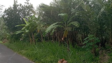 Dijual Tanah Sawah 1.863 Meter Persegi di Donokerto Turi Bentuk Kotak Sempurna