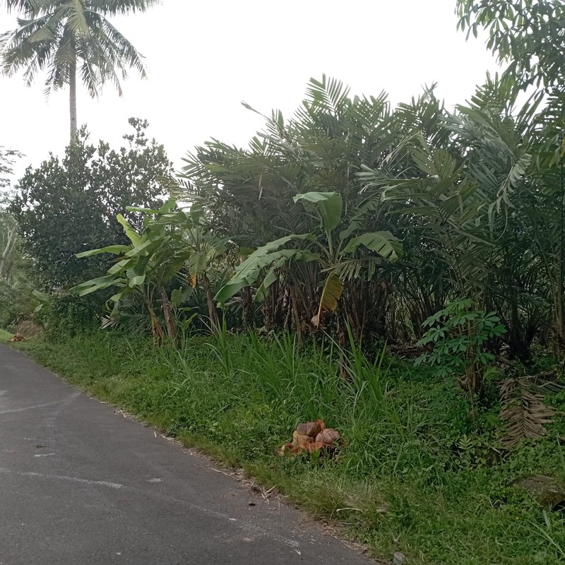 Dijual Tanah Sawah 1.863 Meter Persegi di Donokerto Turi Bentuk Kotak Sempurna