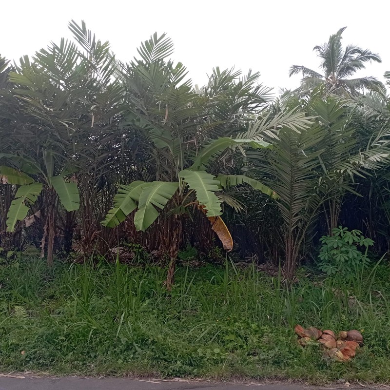 Dijual Tanah Sawah 1.863 Meter Persegi di Donokerto Turi Bentuk Kotak Sempurna