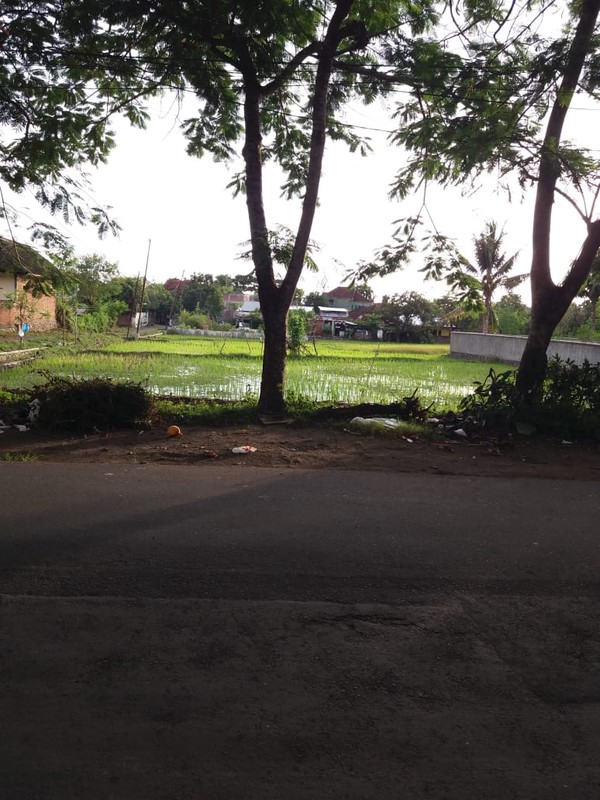 2033. Dijual Tanah di Anyelir Kec Praya Lombok Tengah NTB 