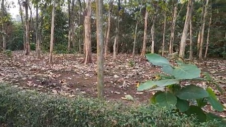 Kavling Di Lokasi Strategis Di Desa Cibeueung Muara Ciseeng Bogor