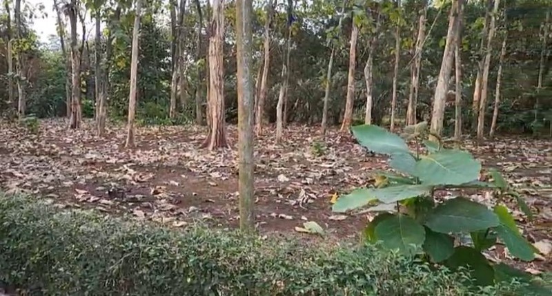 Kavling Di Lokasi Strategis Di Desa Cibeueung Muara Ciseeng Bogor