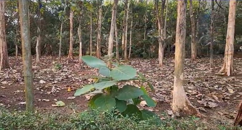 Kavling Di Lokasi Strategis Di Desa Cibeueung Muara Ciseeng Bogor