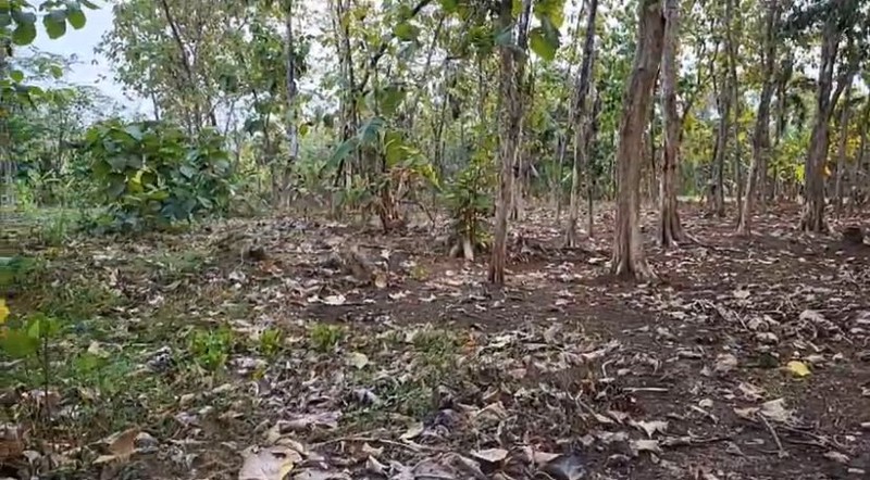 Kavling Di Lokasi Strategis Di Desa Cibeueung Muara Ciseeng Bogor