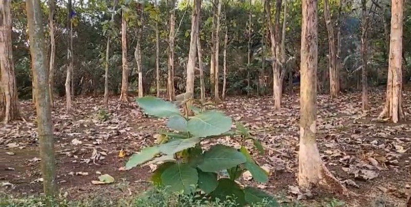 Kavling Di Lokasi Strategis Di Desa Cibeueung Muara Ciseeng Bogor