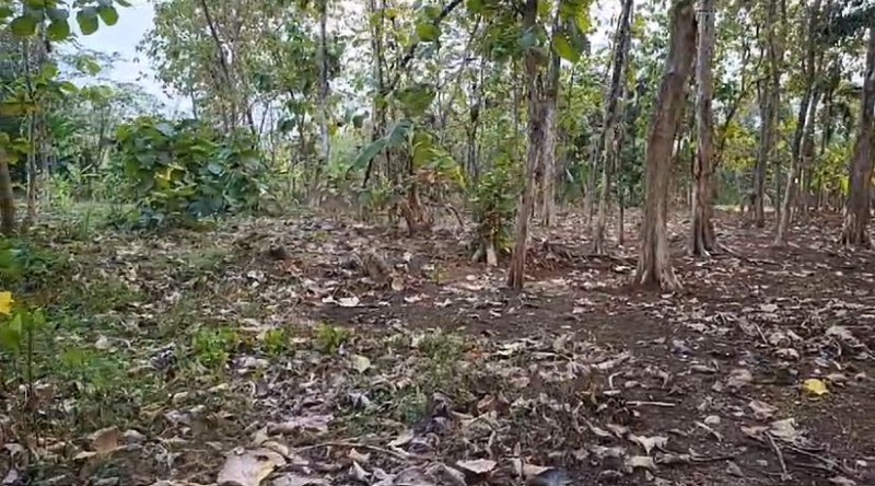 Kavling Di Lokasi Strategis Di Desa Cibeueung Muara Ciseeng Bogor