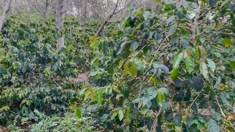 Kebun di Lintong Nihuta Sumatera dekat Dolok Sanggul Paranginan