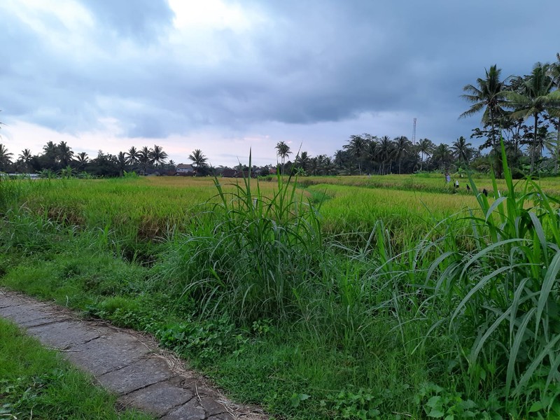 Tanah 9.622 Meter Persegi View Merapi Di Wukirsari Cangkringan Sleman