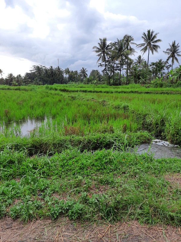 Tanah 9.622 Meter Persegi View Merapi Di Wukirsari Cangkringan Sleman