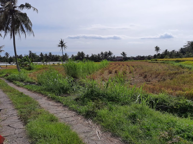 Tanah 9.622 Meter Persegi View Merapi Di Wukirsari Cangkringan Sleman