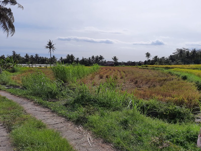 Tanah 9.622 Meter Persegi View Merapi Di Wukirsari Cangkringan Sleman