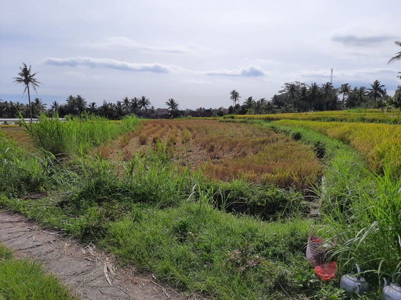 Tanah 9.622 Meter Persegi View Merapi Di Wukirsari Cangkringan Sleman