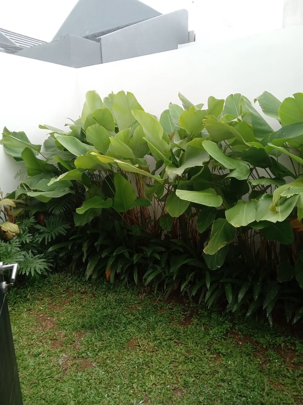 "Tropiska Harmoni Park: Oase Tropis di Jantung Kota Bekasi."