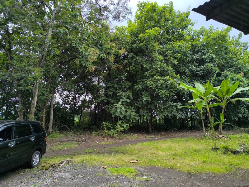 Dijual Tanah Pekarangan Luas 1.147 Meter di Sedayu Lokasi Strategis Dekat Kampus & Jalan Utama