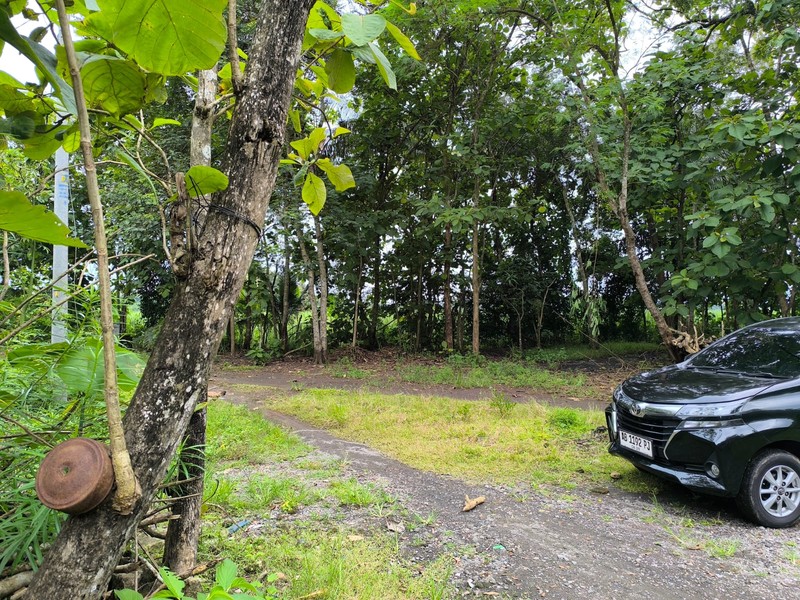 Dijual Tanah Pekarangan Luas 1.147 Meter di Sedayu Lokasi Strategis Dekat Kampus & Jalan Utama