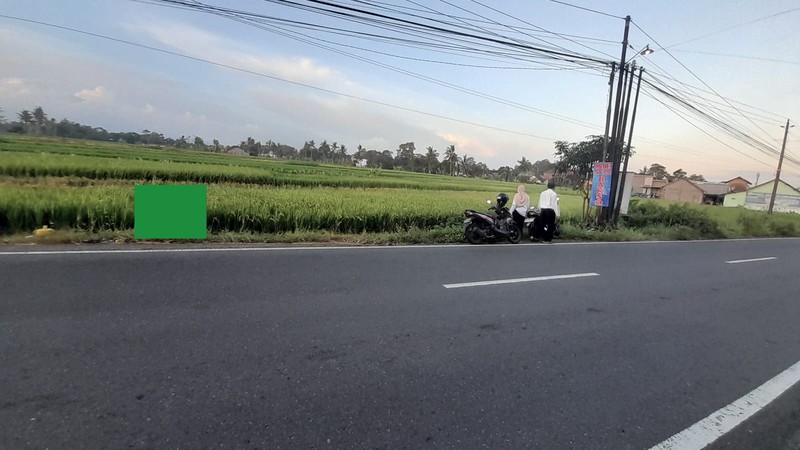 Tanah Sawah Luas di  Tepi Jalan Raya Selomartani - Potensi Investasi