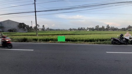 Tanah Sawah Luas di  Tepi Jalan Raya Selomartani - Potensi Investasi