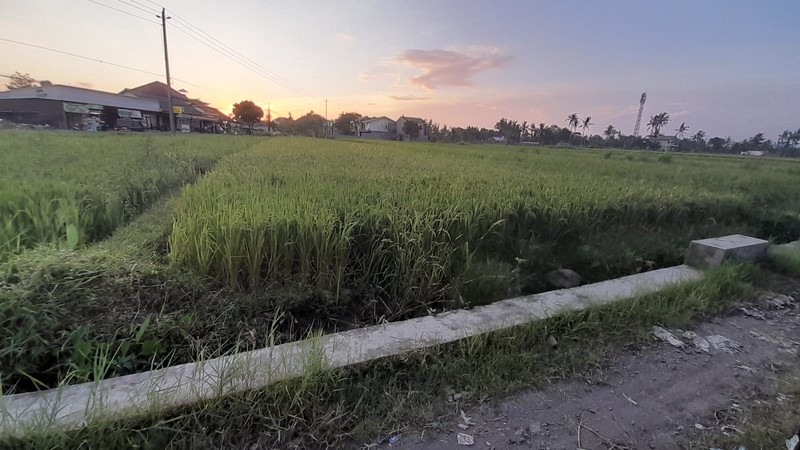 Tanah Sawah Luas di  Tepi Jalan Raya Selomartani - Potensi Investasi