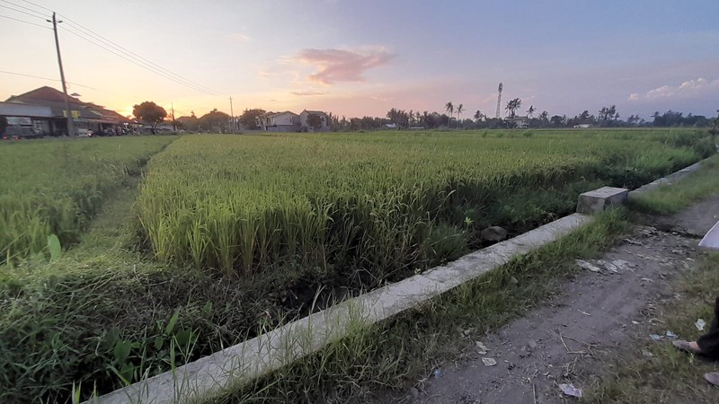 Tanah Sawah Luas di  Tepi Jalan Raya Selomartani - Potensi Investasi