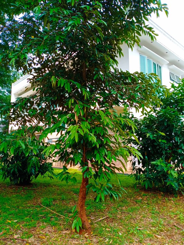 RUMAH CANTIK, NYAMAN, SIAP HUNI, HOOK 