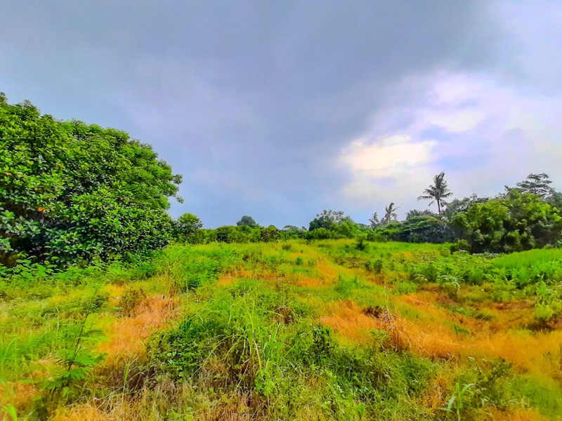 Tanah 1 Ha Mauk Sepatan Tangerang akses ke Daan Mogot Cengkareng 