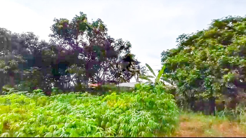 Tanah 1 Ha Mauk Sepatan Tangerang akses ke Daan Mogot Cengkareng 