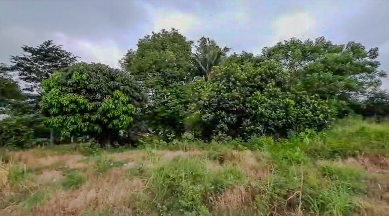 Tanah 1 Ha Mauk Sepatan Tangerang akses ke Daan Mogot Cengkareng 