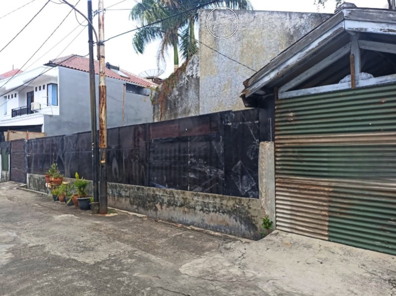 Kavling Kelapa Sawit, Kelapa gading